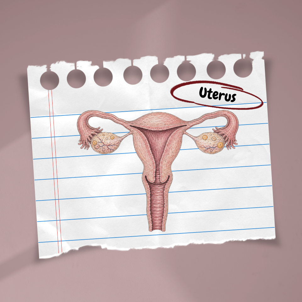 Illustration for The Fertility Chapter