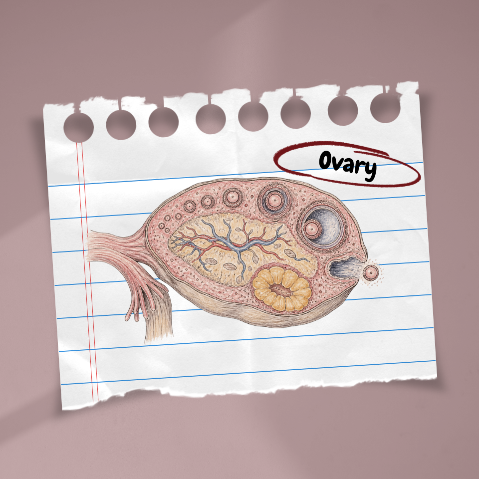 Illustration for The Cycle